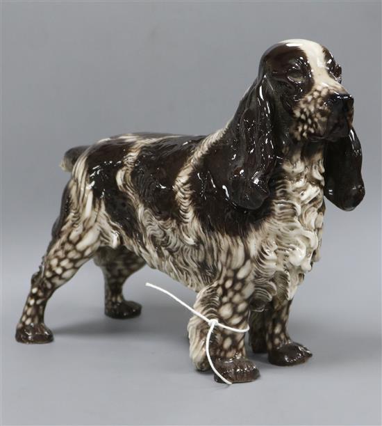 A Nymphenburg figure of a Cocker Spaniel, modelled by Konrad Schmid,